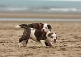 BOULEDOGUE AMERICAIN 259